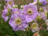 BELLFARM Geranium 'Gernic' Summer Skies Bonsai Flowers, 10 seeds, perennial hardy Bonsai Garden