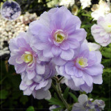 BELLFARM Geranium 'Gernic' Summer Skies Bonsai Flowers, 10 seeds, perennial hardy Bonsai Garden