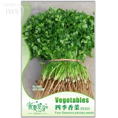 Four Seasons Parsley Seeds Organic Coriander Seeds, Original Pack, 160 Seeds, authentic delicious organic vegetables IWSC016