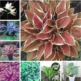 Exotic Hosta Plant Seed Four Seasons Flower Perennial Mixed Plantain Lily Flower Ground Cover Flower Seed Garden Supplies 50pcs (mixed)