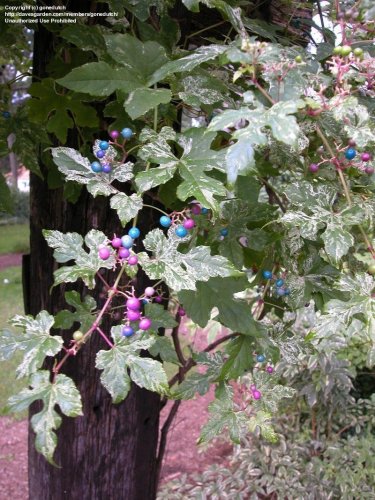 Variegated Porcelain Berry Vine 'Elegans' Vine Plant Seeds 20+