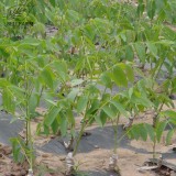 BELLFARM Heirloom American Pecan Seeds 'Nut Walnut' Bonsai Perennial Plants Longevity Fruits