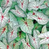 BELLFARM Rare Coleus Bonsai Foliage Plants seeds 30pcs Perfect Colorful Coleus Blumei Beautiful Flowers Home Garden