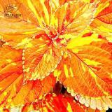 BELLFARM Rare Coleus Bonsai Foliage Plants seeds 30pcs Perfect Colorful Coleus Blumei Beautiful Flowers Home Garden