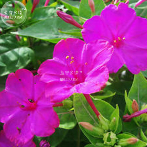 Mirabilis Jalapa Purple Four O'clock Perennial Flower Seeds, Original Pack, 20 Seeds / Pack, Beautiful marvel of Peru A105