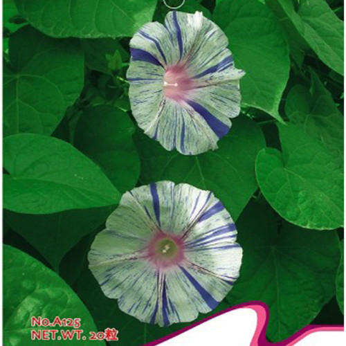 BELLFARM 'Phoebe' White Blue Stripes Morning Glory Climbing Flowers, 20pcs Seeds, Big Blooms Heirloom for Home Garden Flowers