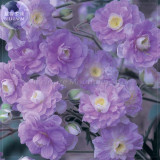 BELLFARM Geranium 'Gernic' Summer Skies Bonsai Flowers, 10 seeds, perennial hardy Bonsai Garden