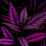 BELLFARM Rare Coleus Bonsai Foliage Plants seeds 30pcs Perfect Colorful Coleus Blumei Beautiful Flowers Home Garden