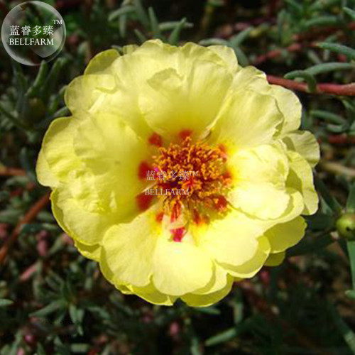 Oriole Sunflowers Yellow Portulaca Grandiflora Seeds, Original Pack, 220 seeds, beautiful flower light up your garden IWSD222SS