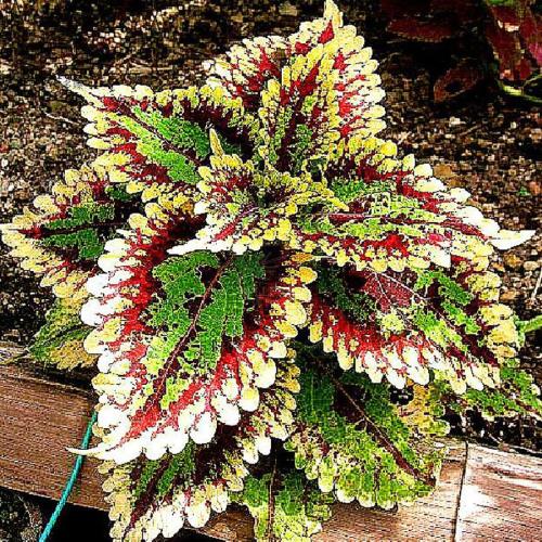 BELLFARM Rare Coleus Bonsai Foliage Plants seeds 30pcs Perfect Colorful Coleus Blumei Beautiful Flowers Home Garden