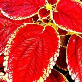 BELLFARM Rare Coleus Bonsai Foliage Plants seeds 30pcs Perfect Colorful Coleus Blumei Beautiful Flowers Home Garden
