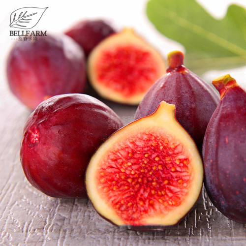 BELLFARM 6PCS Ficus Carica Seeds 'Panache' Tiger Stripe Fig Black Red Fig Tree Organic Garden Fruits Bonsai