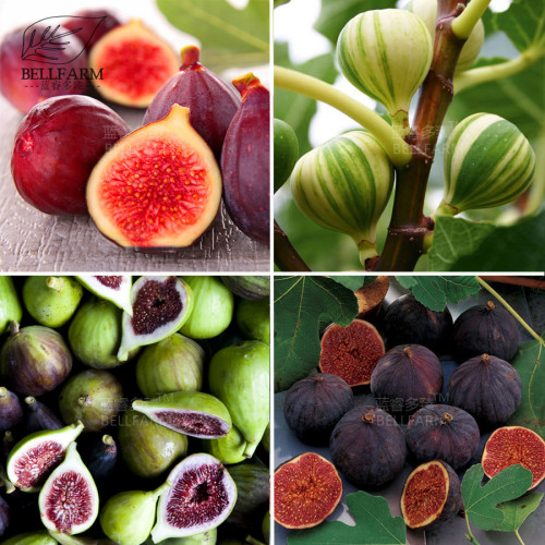 BELLFARM 6PCS Ficus Carica Seeds 'Panache' Tiger Stripe Fig Black Red Fig Tree Organic Garden Fruits Bonsai