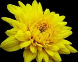 100 pcs/bag Beautiful Yellow Chrysanthemum Seeds Chrysanthemum Morifolium Seeds Flower Potted Plant for DIY Home Garden