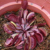 100PCS Red Dragon Flytrap Seeds