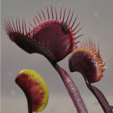 100PCS Red Dragon Flytrap Seeds
