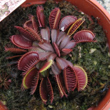 100PCS Red Dragon Flytrap Seeds