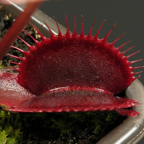 100PCS Red Dragon Flytrap Seeds