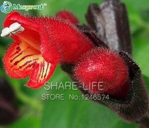Rare Flower Lipstick 100+ seeds