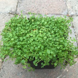 50PCS Mentha Requienii Seeds Mint Plant Bonsai Flower Seeds Grass Seeds