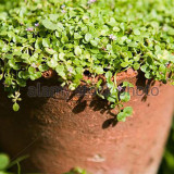 50PCS Mentha Requienii Seeds Mint Plant Bonsai Flower Seeds Grass Seeds