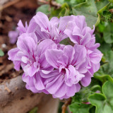 BELLFARM 'Precision Amethyst' Ivy Geranium Plant Seeds, 10 Seeds, heirloom Purple Pelargonium Flowers