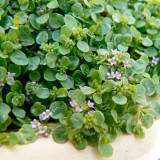 50PCS Mentha Requienii Seeds Mint Plant Bonsai Flower Seeds Grass Seeds