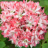 BELLFARM 'Thousand-Hand Kwan-yin' Geranium Pink White Flowers Seeds, 10 Seeds, Rare Pelargonium Cluster of Ball Flowers