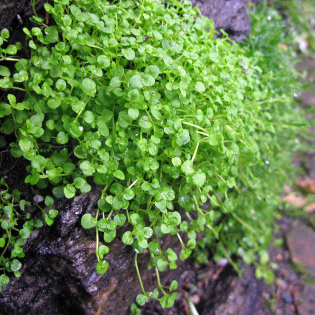 50PCS Mentha Requienii Seeds Mint Plant Bonsai Flower Seeds Grass Seeds