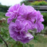 BELLFARM 'Precision Amethyst' Ivy Geranium Plant Seeds, 10 Seeds, heirloom Purple Pelargonium Flowers