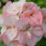 BELLFARM 'Odensjo Ljus och Varme' Geranium White Light Orange Flowers Seeds. 10 Seeds, Pelaegonium Semidouble