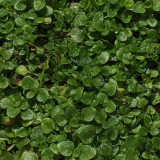 50PCS Mentha Requienii Seeds Mint Plant Bonsai Flower Seeds Grass Seeds