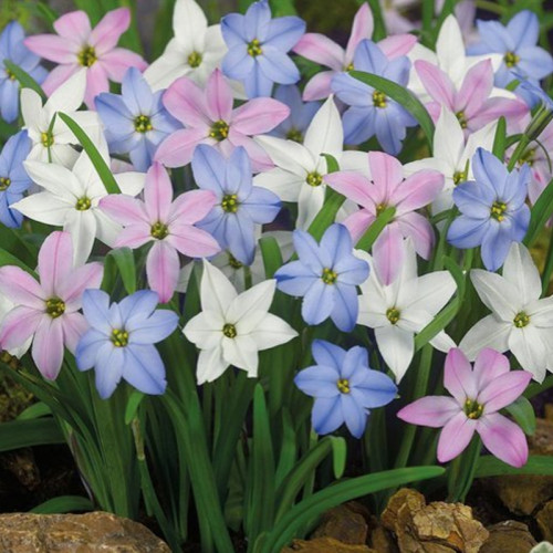 BELLFARM Mix Rain Lily Flowering Seeds Beautiful Bright Colors Vigorous Garden 200+ Seed