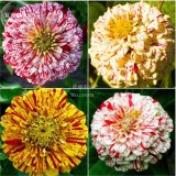 BELLFARM 50PCS 6 Types Of Colourful Zinnia Flowers Seeds Perennial Home Garden plant Beautiful Big Bloom Herbs