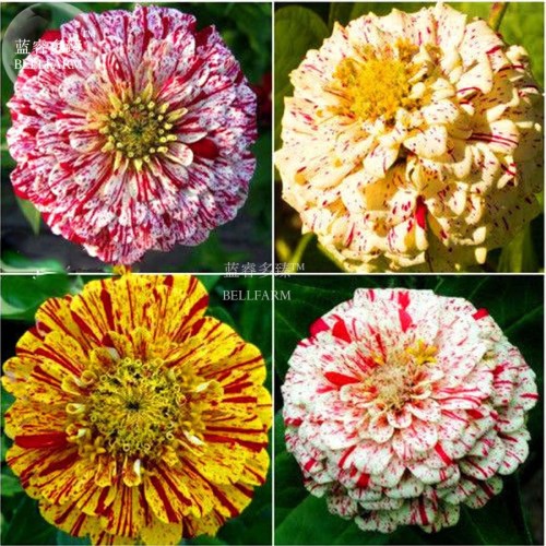 BELLFARM 50PCS 6 Types Of Colourful Zinnia Flowers Seeds Perennial Home Garden plant Beautiful Big Bloom Herbs