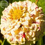 BELLFARM 50PCS 6 Types Of Colourful Zinnia Flowers Seeds Perennial Home Garden plant Beautiful Big Bloom Herbs