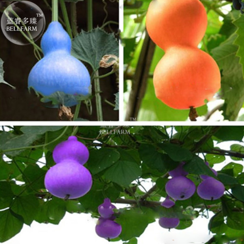 BELLFARM 6PCS Blue Orange Purple Bottle Gourd Seeds Annual Home Garden Beautiful Decorative Plant
