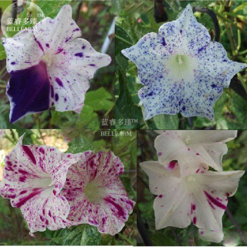 BELLFARM 50PCS 6 Types Of  Ipomoea Nil Morning Glory Flower Seeds Annual Beautiful Home Garden Plant