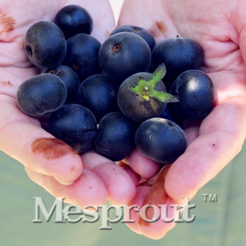 Japanese Black Persimmon Rare Species Fruit Tree Seeds healthy delicious garden decoration plant Fruit seeds free shipping 20PCS