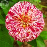 BELLFARM 50PCS 6 Types Of Colourful Zinnia Flowers Seeds Perennial Home Garden plant Beautiful Big Bloom Herbs