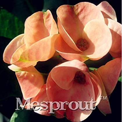 Euphorbia Milii Hybrid Middle 100 seeds Big Flowers Crown Of Thorns Seeds Graptopetalum Rusbyi