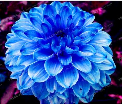 True Color Dahlia Bulb Flower Dahlia Seeds 50+ Flower Bulbs Symbolizes Courage