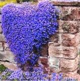 100Pcs/Bag Creeping Thyme Seeds Or Blue ROCK CRESS Seeds - Perennial Ground Cover Flower Natural Growth For Home Garden