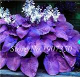 120 Colorful Hosta Seeds Perfect Color Perennials Plantain Mixed Beautiful Lily Flower White Lace Home Garden Ground Cover Plant