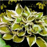 120 Colorful Hosta Seeds Perfect Color Perennials Plantain Mixed Beautiful Lily Flower White Lace Home Garden Ground Cover Plant