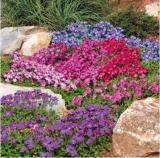 100Pcs/Bag Creeping Thyme Seeds Or Blue ROCK CRESS Seeds - Perennial Ground Cover Flower Natural Growth For Home Garden
