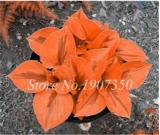 120 Colorful Hosta Seeds Perfect Color Perennials Plantain Mixed Beautiful Lily Flower White Lace Home Garden Ground Cover Plant