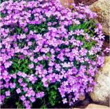 100Pcs/Bag Creeping Thyme Seeds Or Blue ROCK CRESS Seeds - Perennial Ground Cover Flower Natural Growth For Home Garden