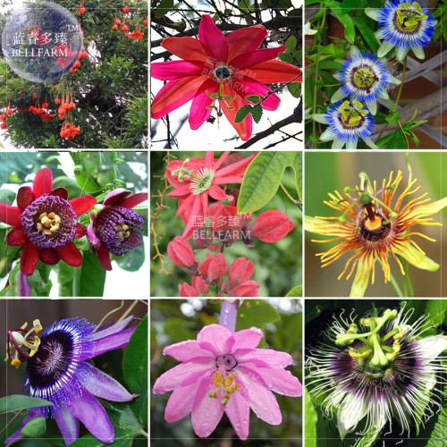 BELLFARM Mixed 9 Types of Passiflora Flowers Big Hanging Bonsai Flower Seeds 20pcs Interesting Red Pink Yellow Blue Flowers