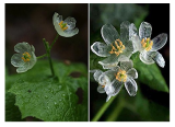 Heirloom Skeleton Flowers Seeds 50 Seeds Astilboides tabularis Bonsai Rare Exotic.
